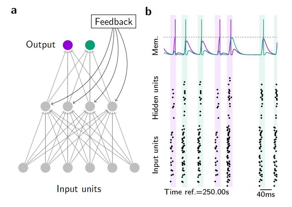 Neurobiological principles and neural networks – Gryphon Center for A.I ...